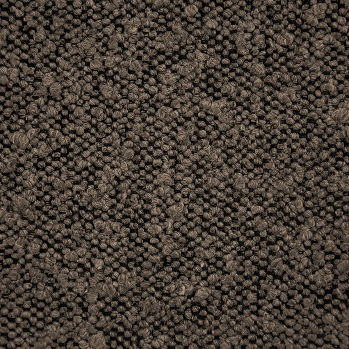 Ascot, Bouclé, Mouse