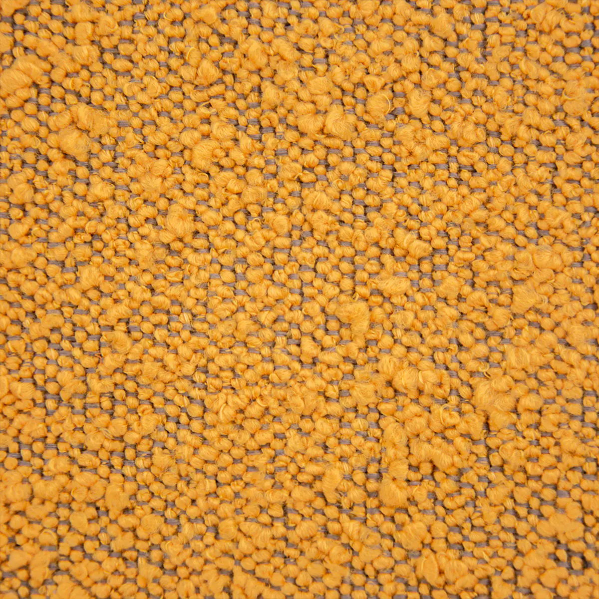 Ascot, Bouclé, Mostaza